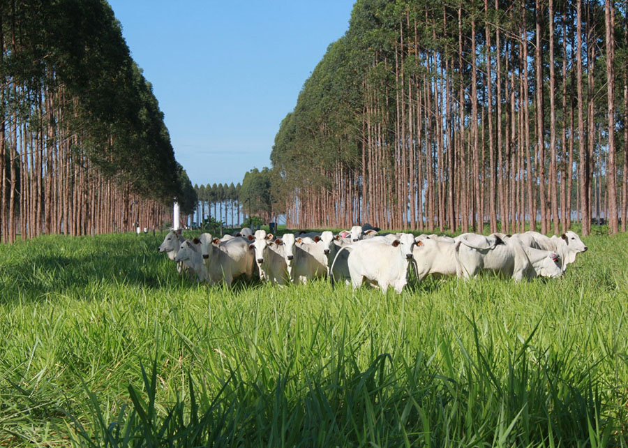 Sistema ILPF com pastagem verde, gado nelore em manejo rotacionado e eucaliptos ao fundo, representando equilíbrio entre pecuária, floresta e solo corrigido com calagem.