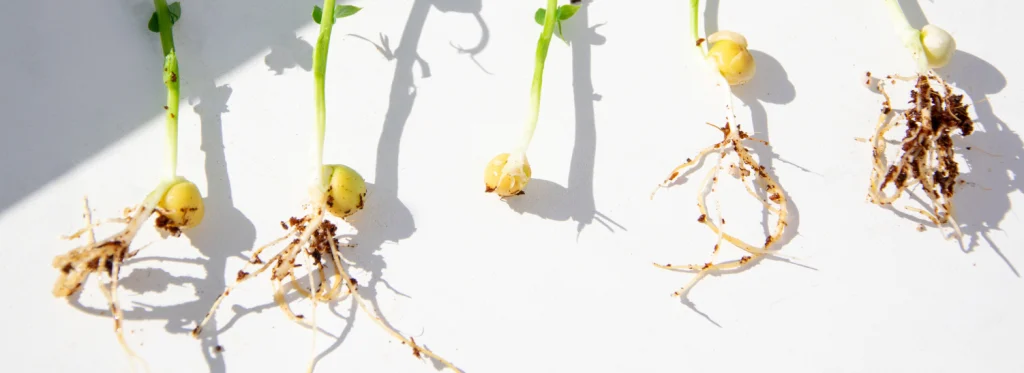 Raízes atrofiadas por alumínio tóxico em solo ácido, com pouca ramificação e baixo desenvolvimento.