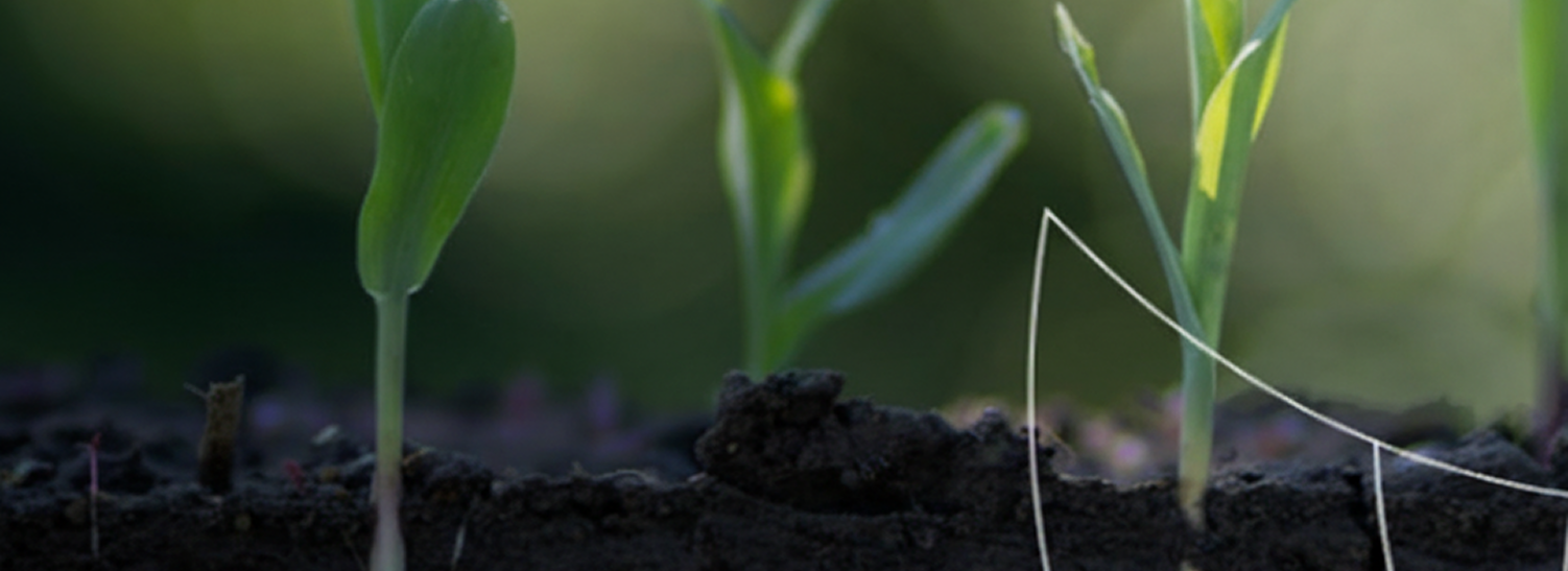 Zinco, Boro e Manganês: como a calagem ativa a disponibilidade dos micronutrientes no solo