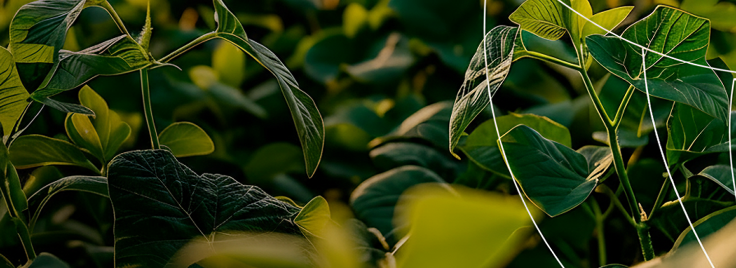 Soja e calagem: como garantir produtividade estável em todas as regiões do Brasil